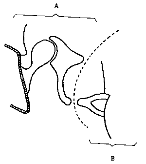 Schemat anatomiczny ucha — segmenty A i B